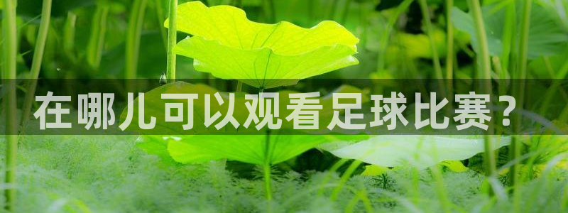 在哪儿可以观看足球比赛？