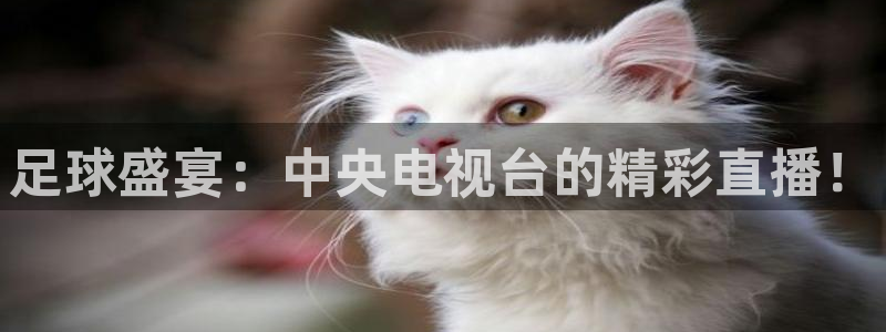 足球盛宴：中央电视台的精彩直播！